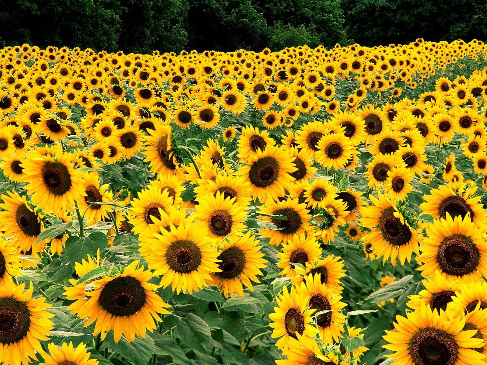 View Over Sunflowers Field Photo and Desktop Wallpaper