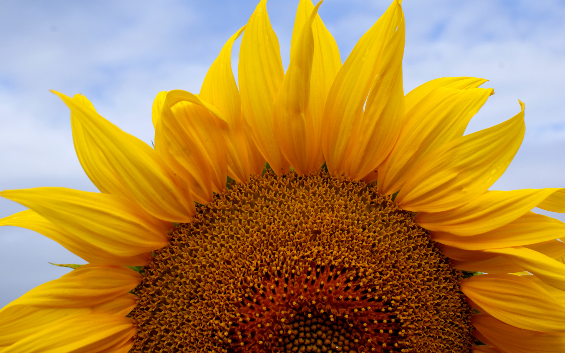 30826 sunflower puter image flowers desktop 1920x1200px - 1533834