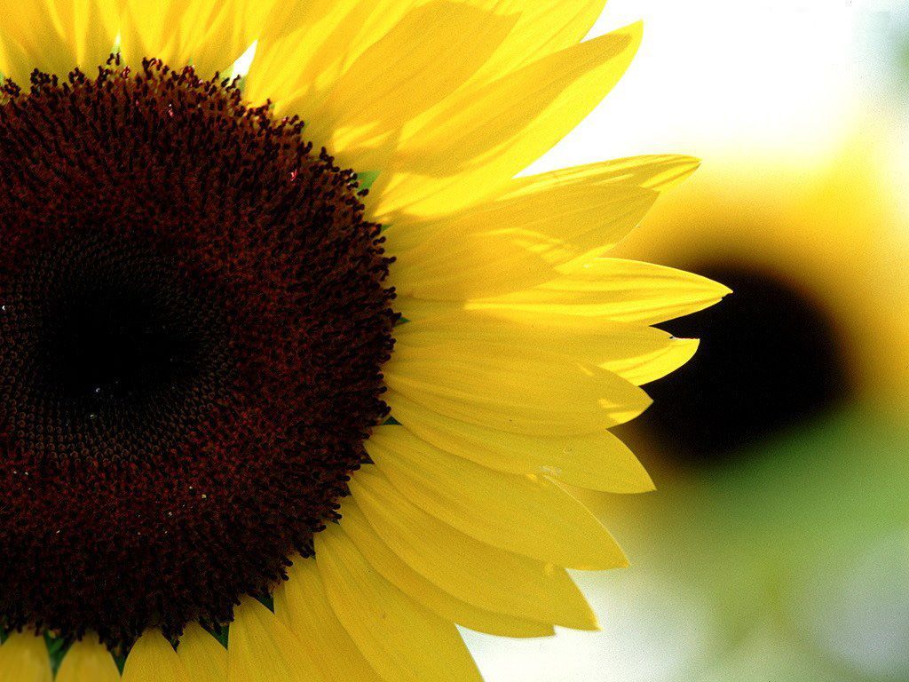 Desktop Wallpaper · Gallery · Nature · Sunflower | Free Background ...