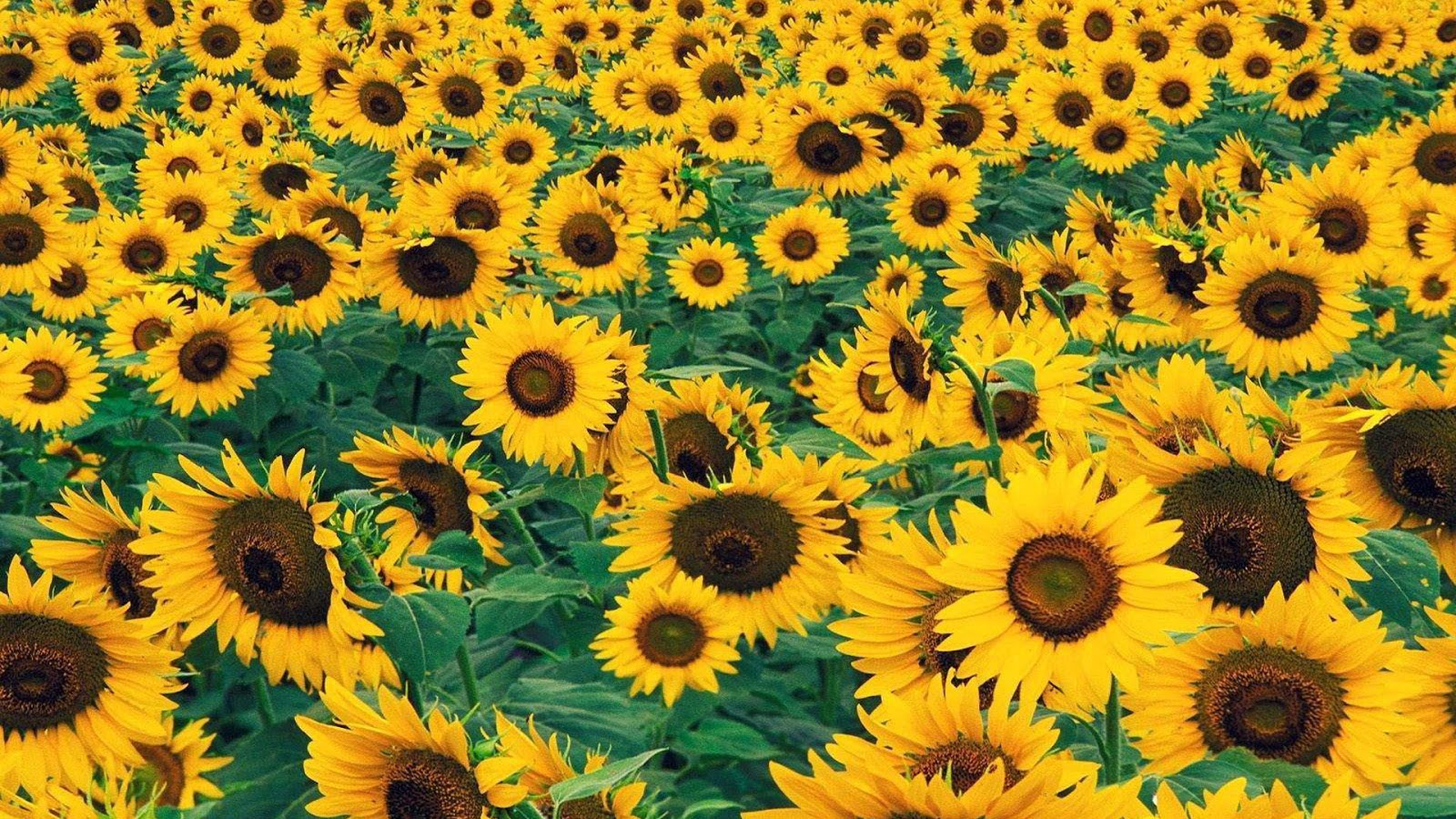 Sunflower Pictures Free - Wallpaper HD Wide