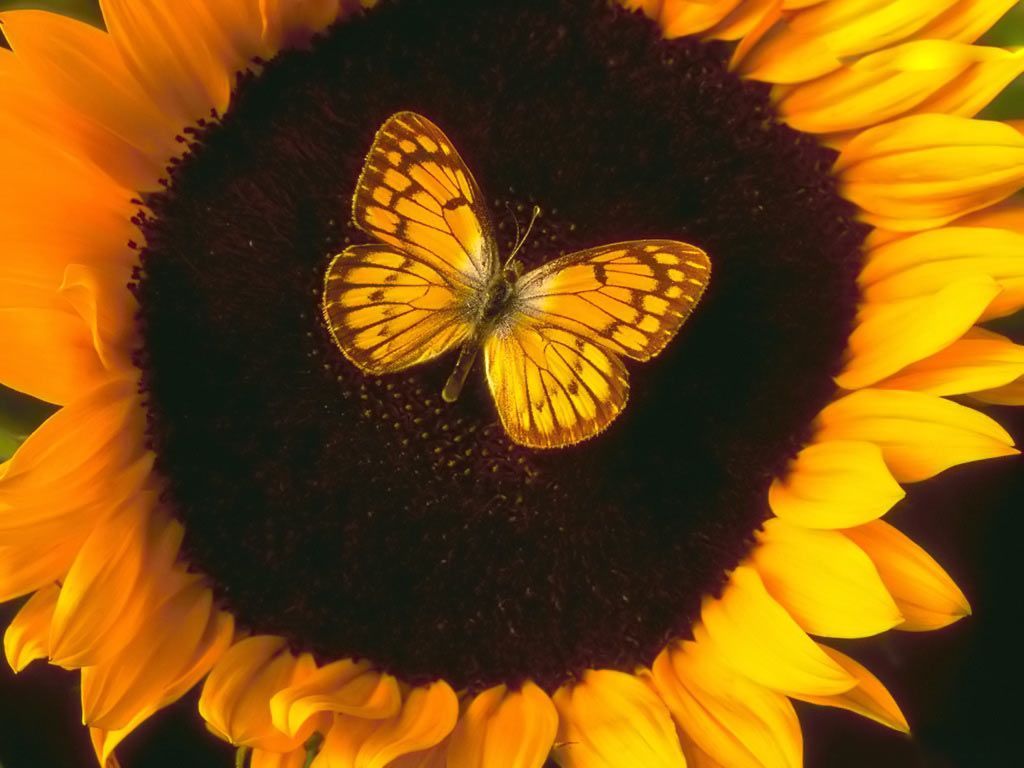Desktop Wallpaper Gallery Windows 7 Butterfly and Sunflower