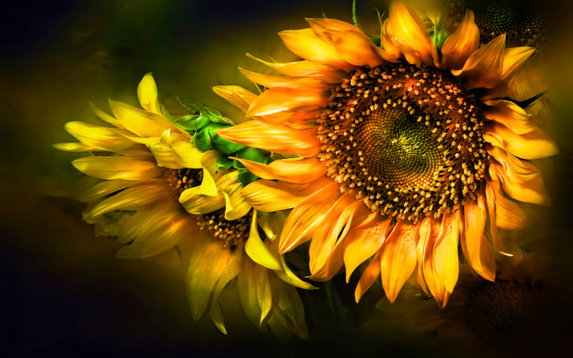 261 Sunflower HD Wallpapers Backgrounds - Wallpaper Abyss