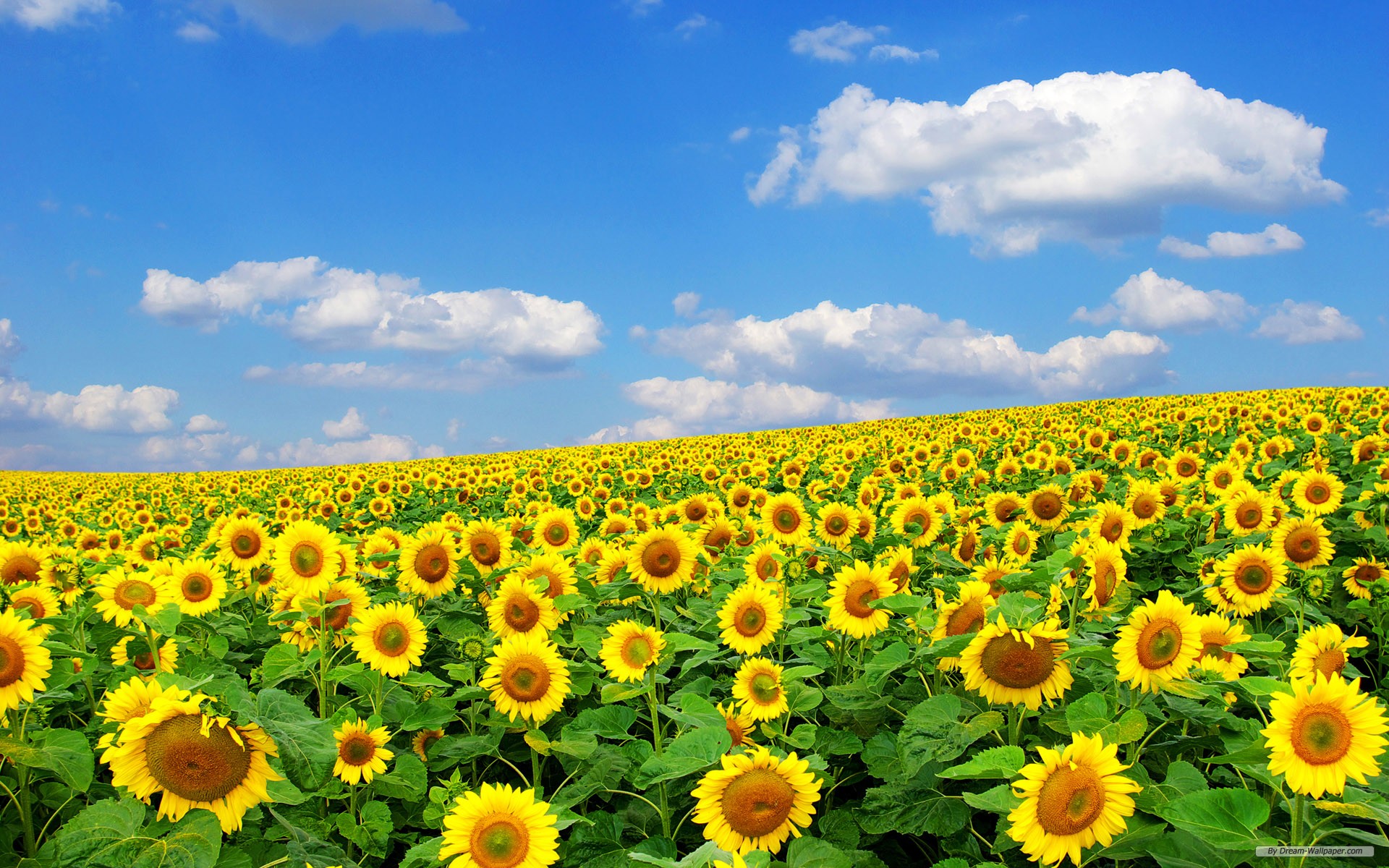 Free Wallpaper - Free Flower wallpaper - Sunflower flowers 4