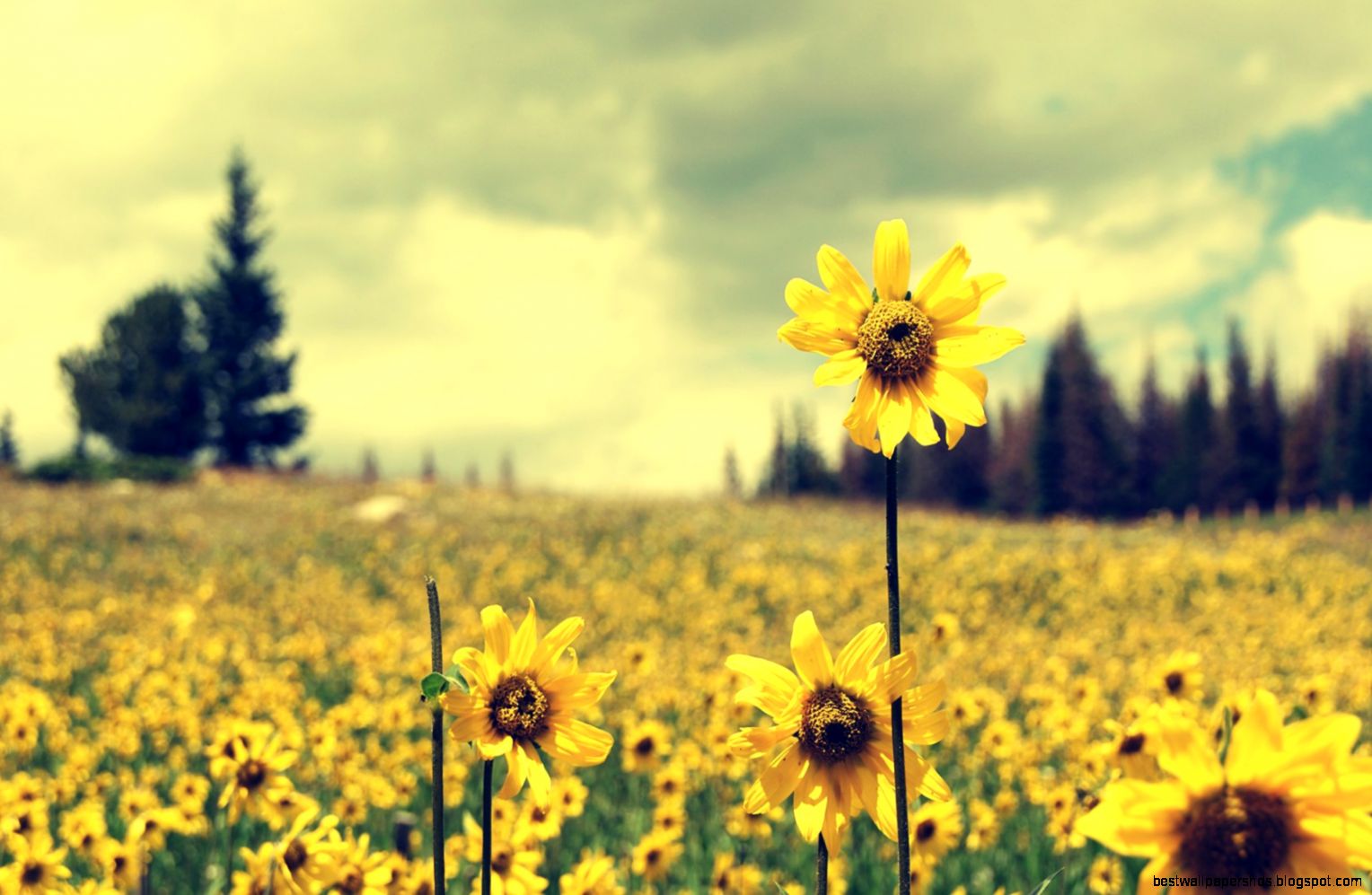 Flowers -