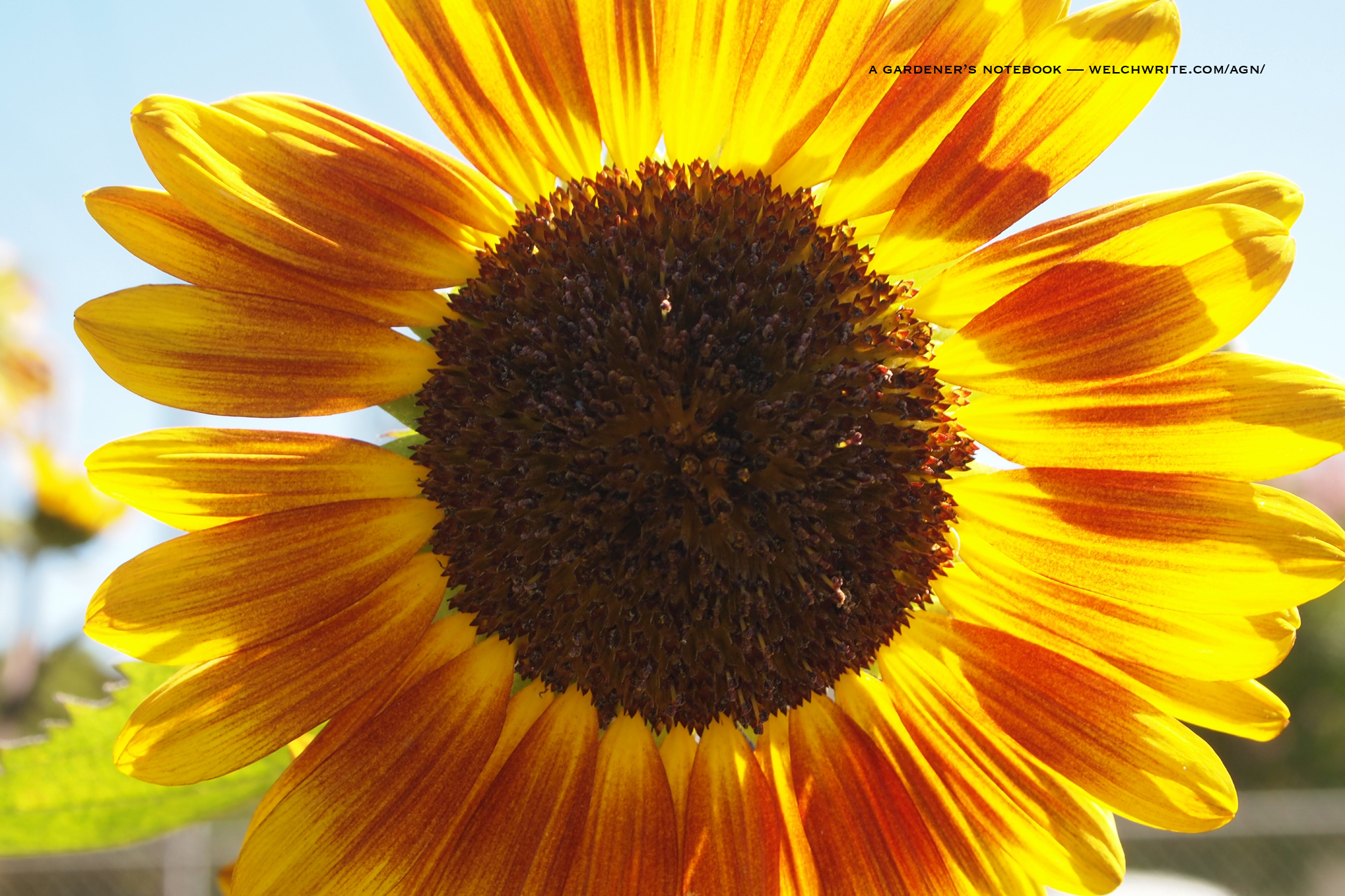 Free Garden wallpapers for July 2012 – Sunflower | A Gardener's ...