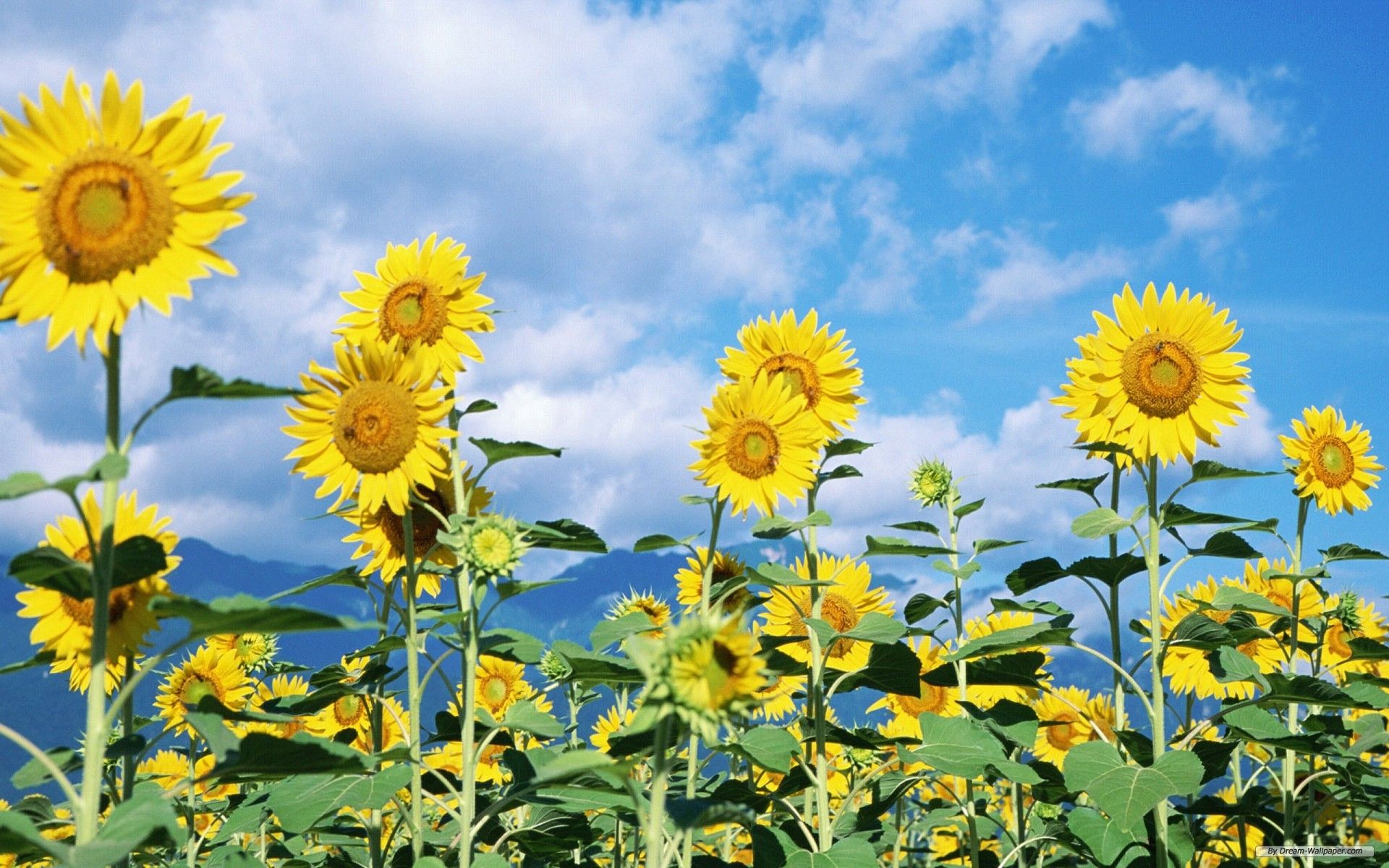 Free Wallpaper - Free Flower wallpaper - Sunflower flowers