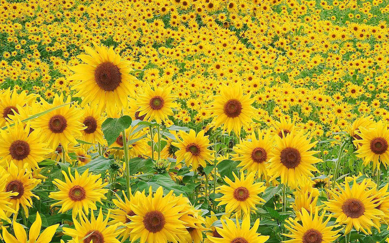 Sunflowers Desktop Wallpapers My Heart up Close