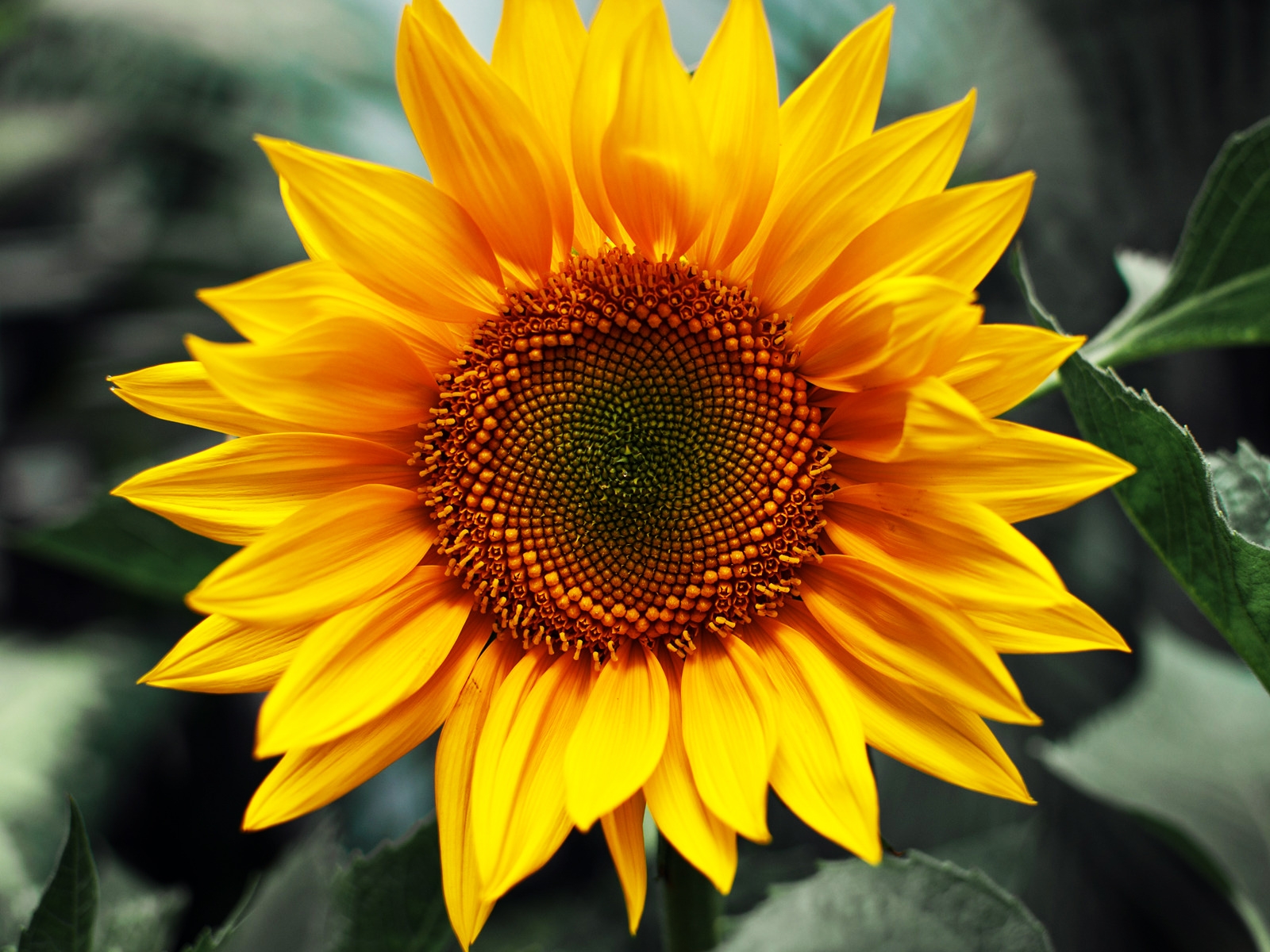 Just-Sunflower-HD-Wallpaper-Flowers-HD-Widescreen-Wallpapers-just-sunflower-1600x1200-wallpaper-4903.jpg
