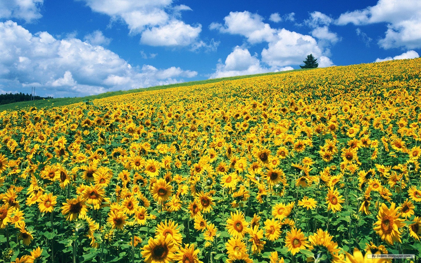 Free Wallpaper - Free Flower wallpaper - Sunflower flowers ...