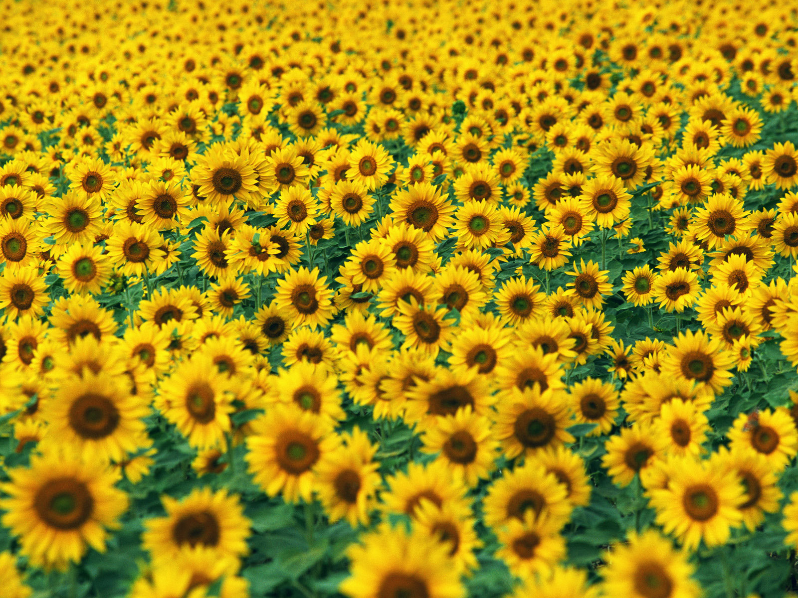 Sunflower Desktop Wallpaper, Sunflower Images, New Wallpapers ...