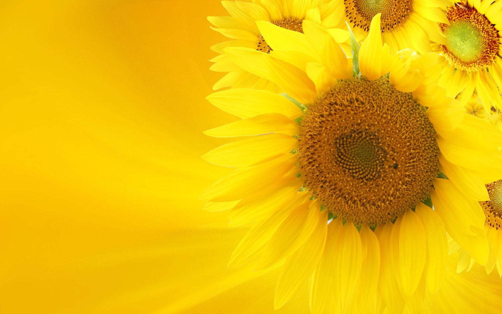 Soft Glow Of Sunflowers HD desktop wallpaper : Widescreen : High ...