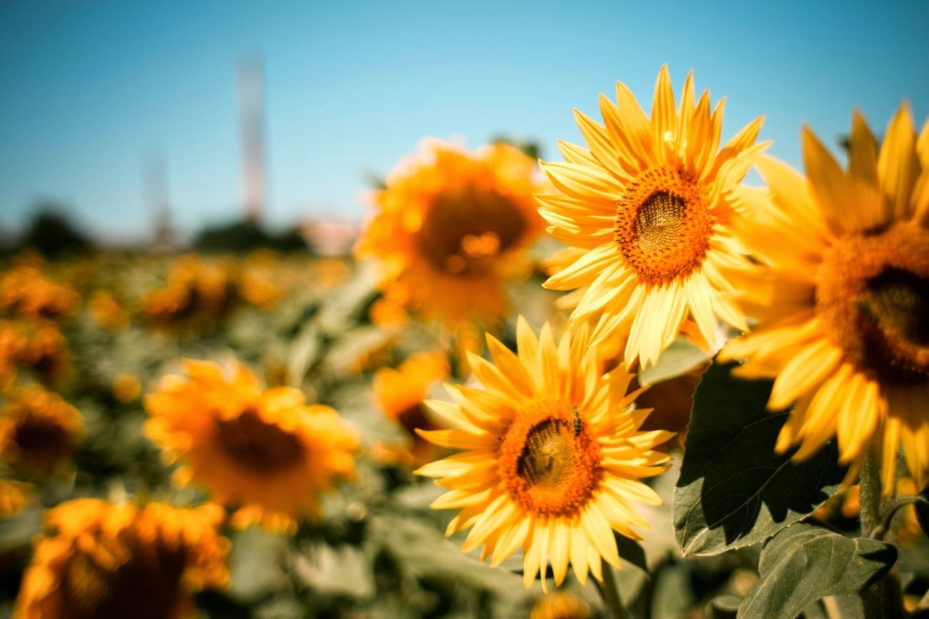 vintage-sunflowers-tumblr-widescreen-2.jpg