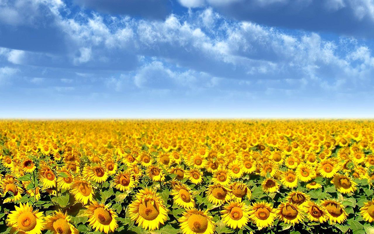 Sunflowers Desktop Wallpapers My Heart up Close