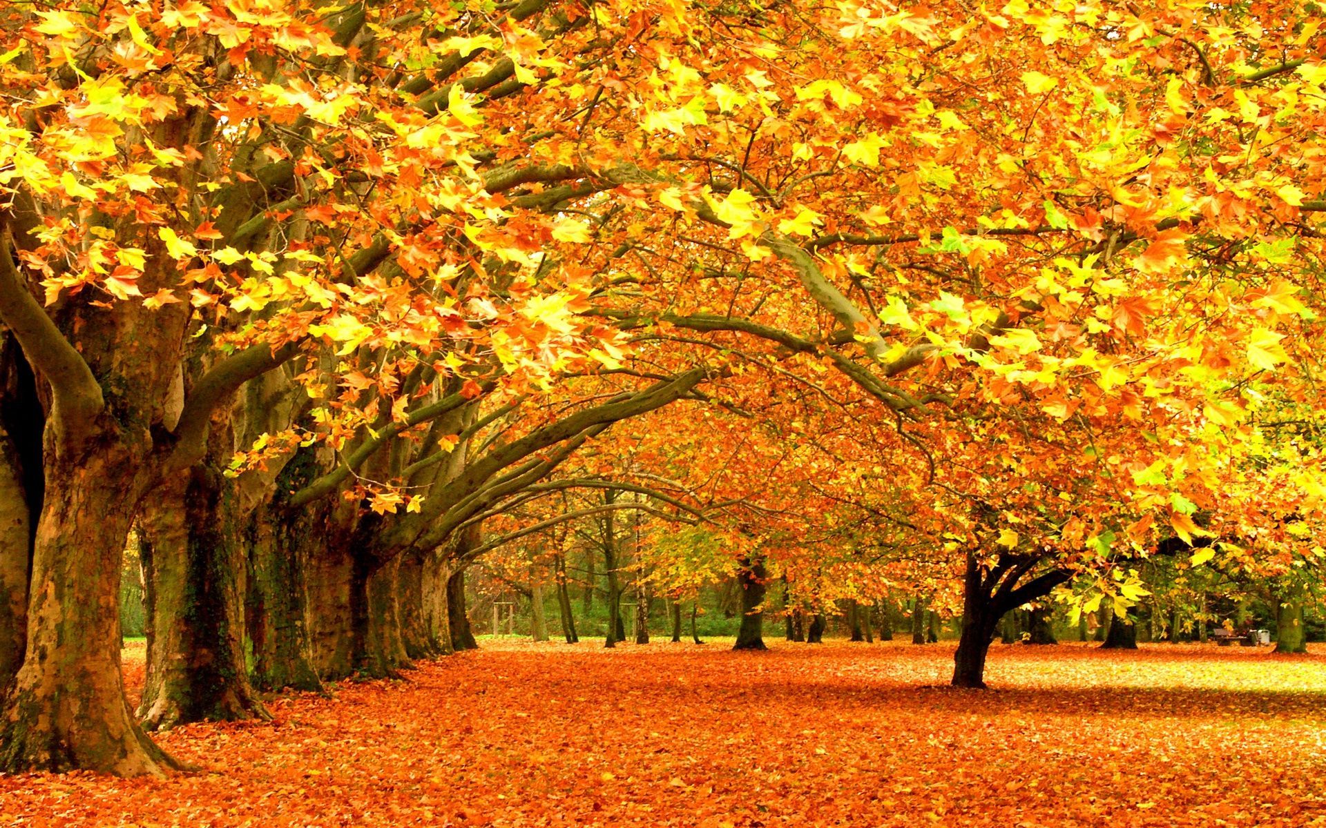 Fall Leaves Background - wallpaper.
