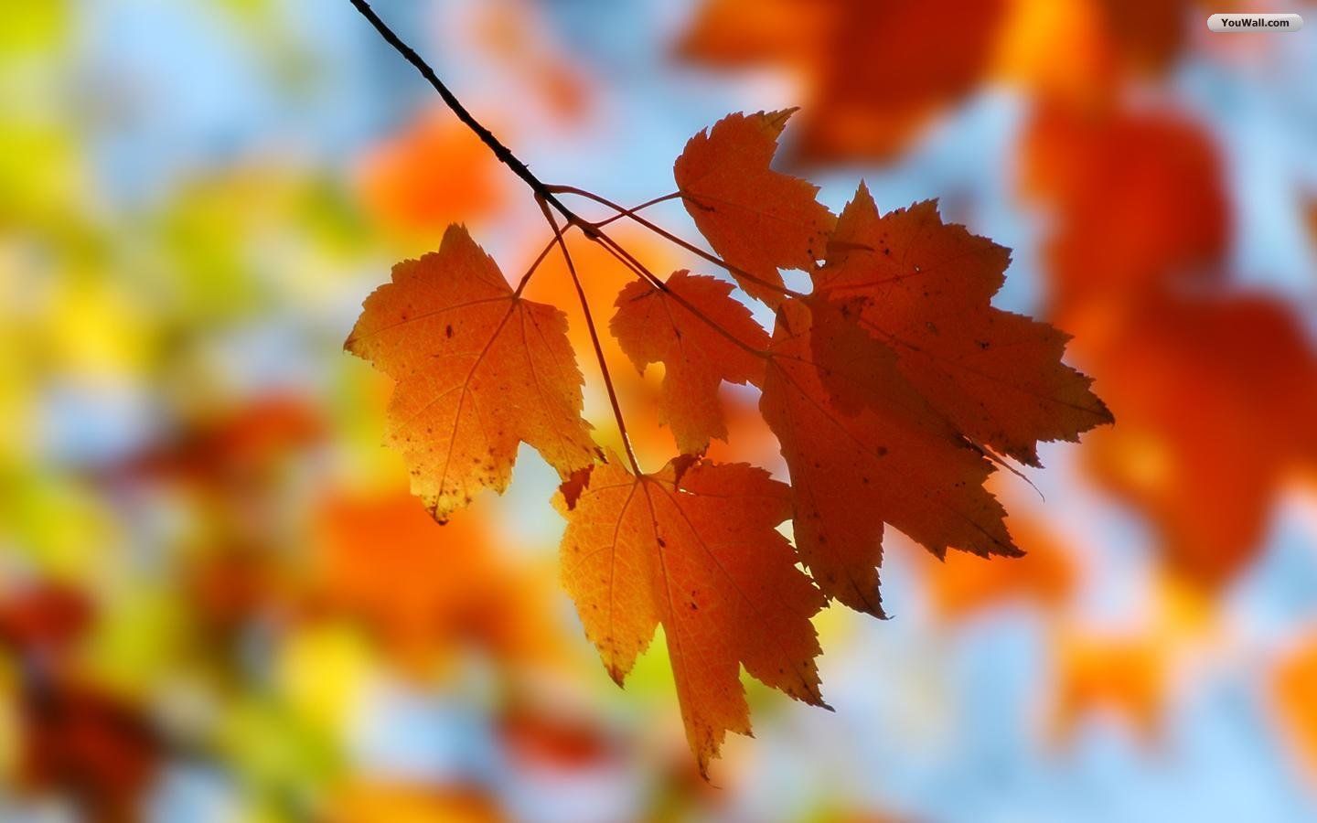 30+ Crispy & Chromatic Autumn/Fall HD BackgroundsCreatiWittyBlog