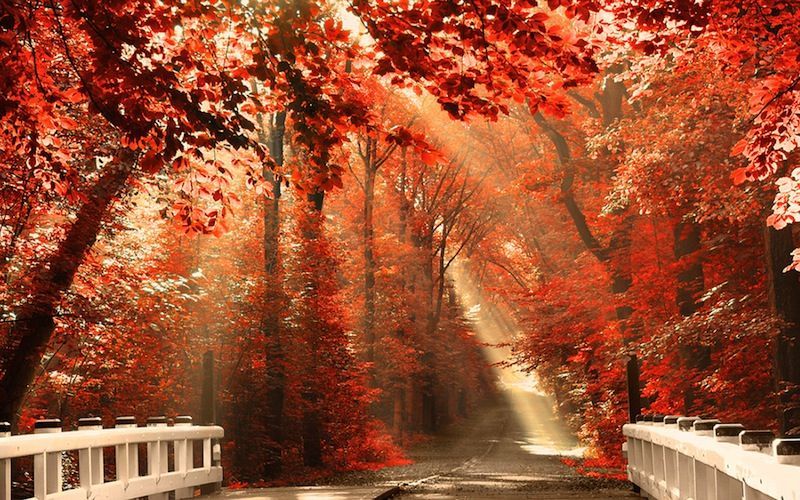 Wallpaper-Forest-Nature-Autumn.jpg