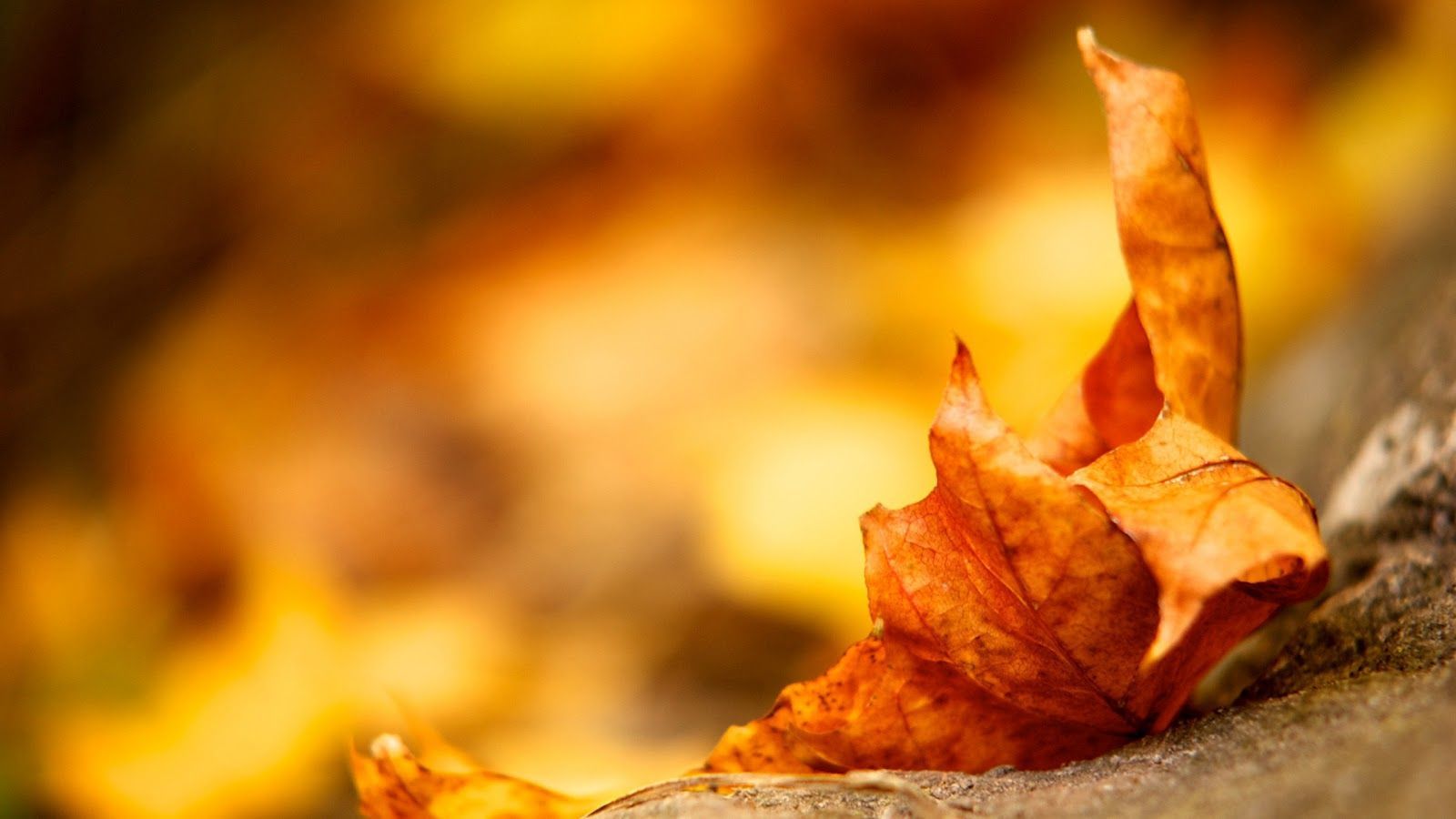 Fall-Leaf-Wallpaper.jpg