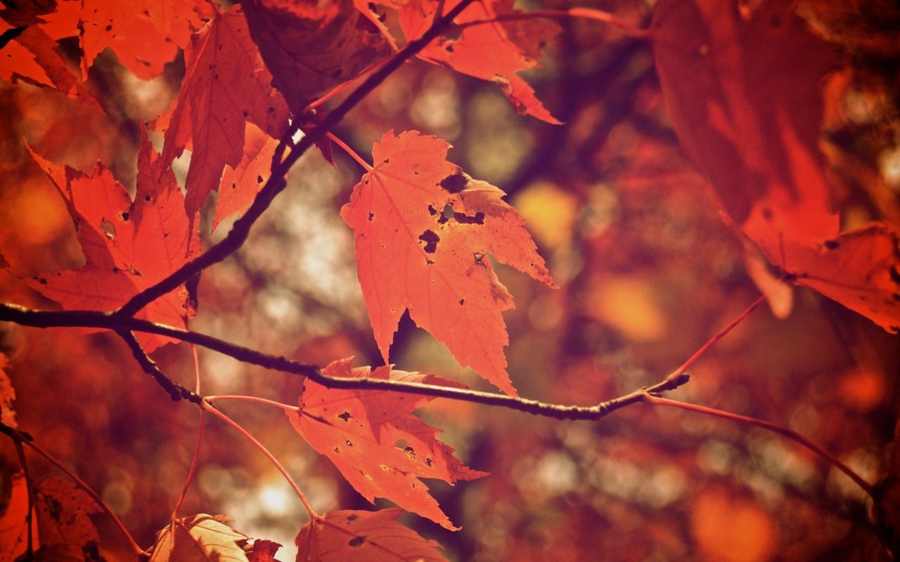 Fall Backgrounds For Tumblr | Allpix.Club