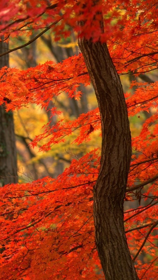 Gallery for - autumn wallpaper for iphone 5