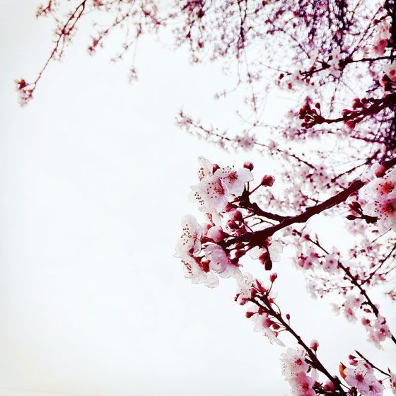 iPhone-Flower-Photography-8.jpg
