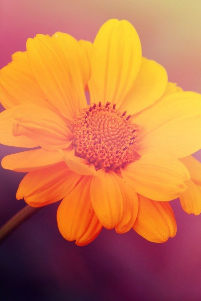 640x960 Yellow Flower on Pink Background Iphone 4 wallpaper