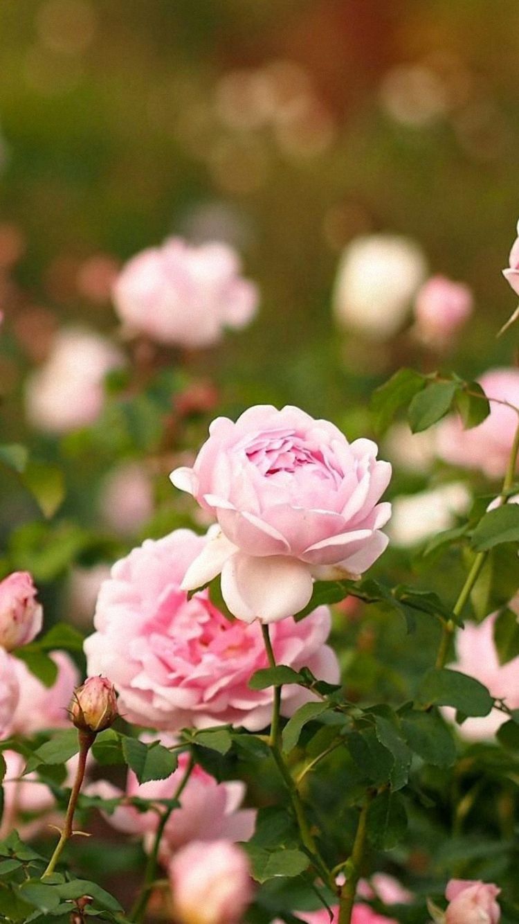 HD Rose Flowers Garden iPhone 6 Background Download Free 750x1334 ...