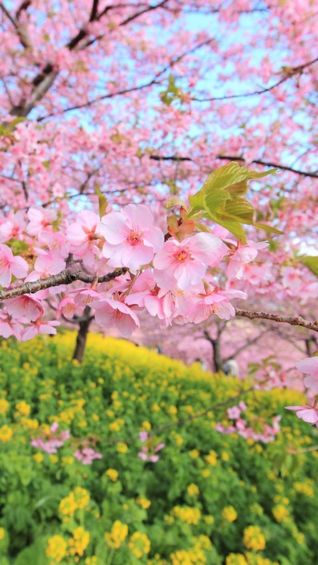 Download Wallpaper 640x1136 Spring, Bloom, Tree, Flowers iPhone 5S ...