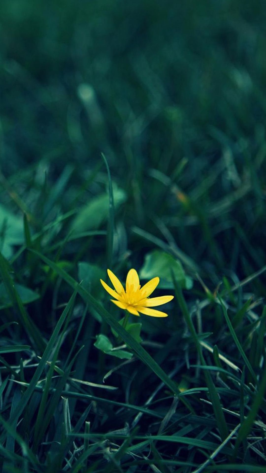 Nature Little Yellow Flower Green Grassland Blur Background iPhone ...