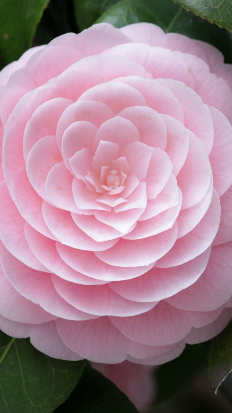 Download Wallpaper 750x1334 Camellia, Flower, Soft, Close-up, Bud ...