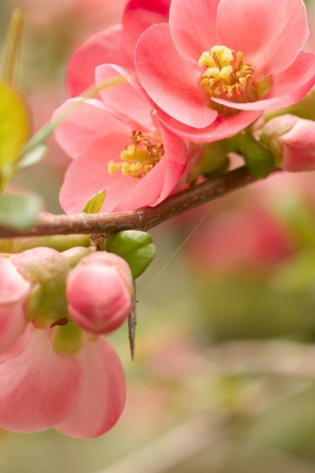 Download Wallpaper 640x960 Flower, Blossom, Pink, Branch, Bright ...
