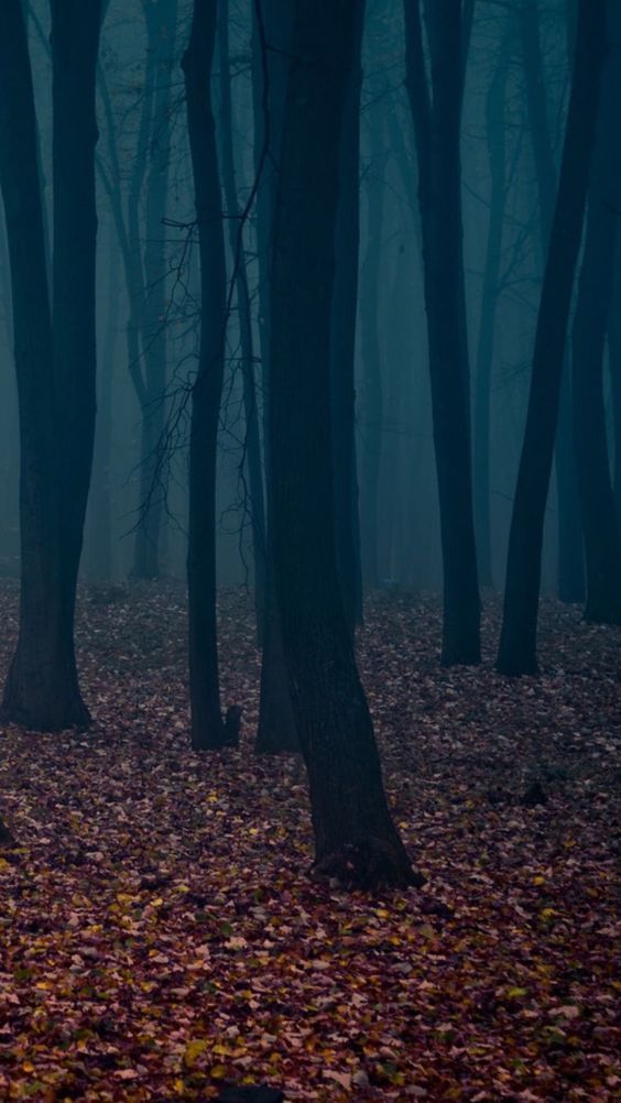 Spooky Autumn Forest Leafbed iPhone 6 Plus HD Wallpaper | iPhone ...
