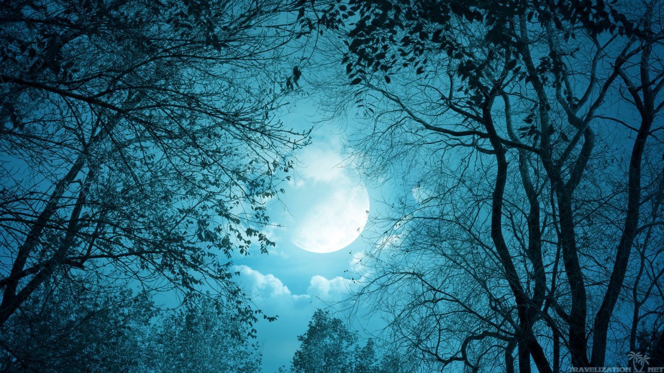 moonlight forest 2 HD Wallpaper | Animals Wallpapers