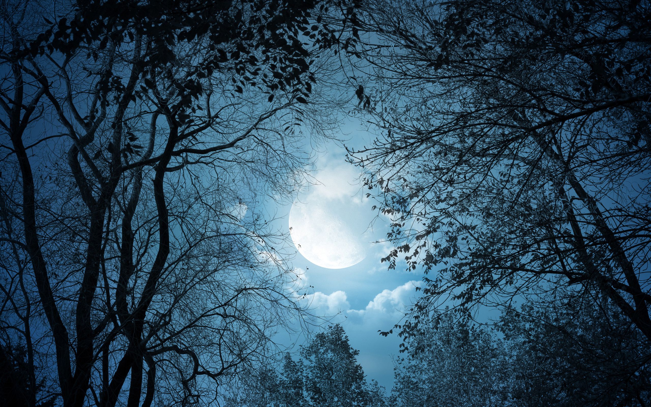 2560x1600 night, the night, moon, nature, clouds, landscape, trees ...