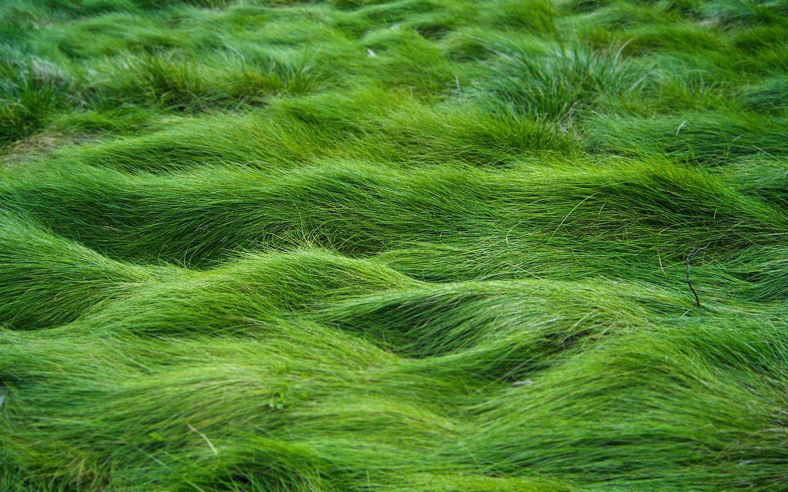 Wallpaper grass, field, simple desktop wallpaper » Nature » GoodWP.com