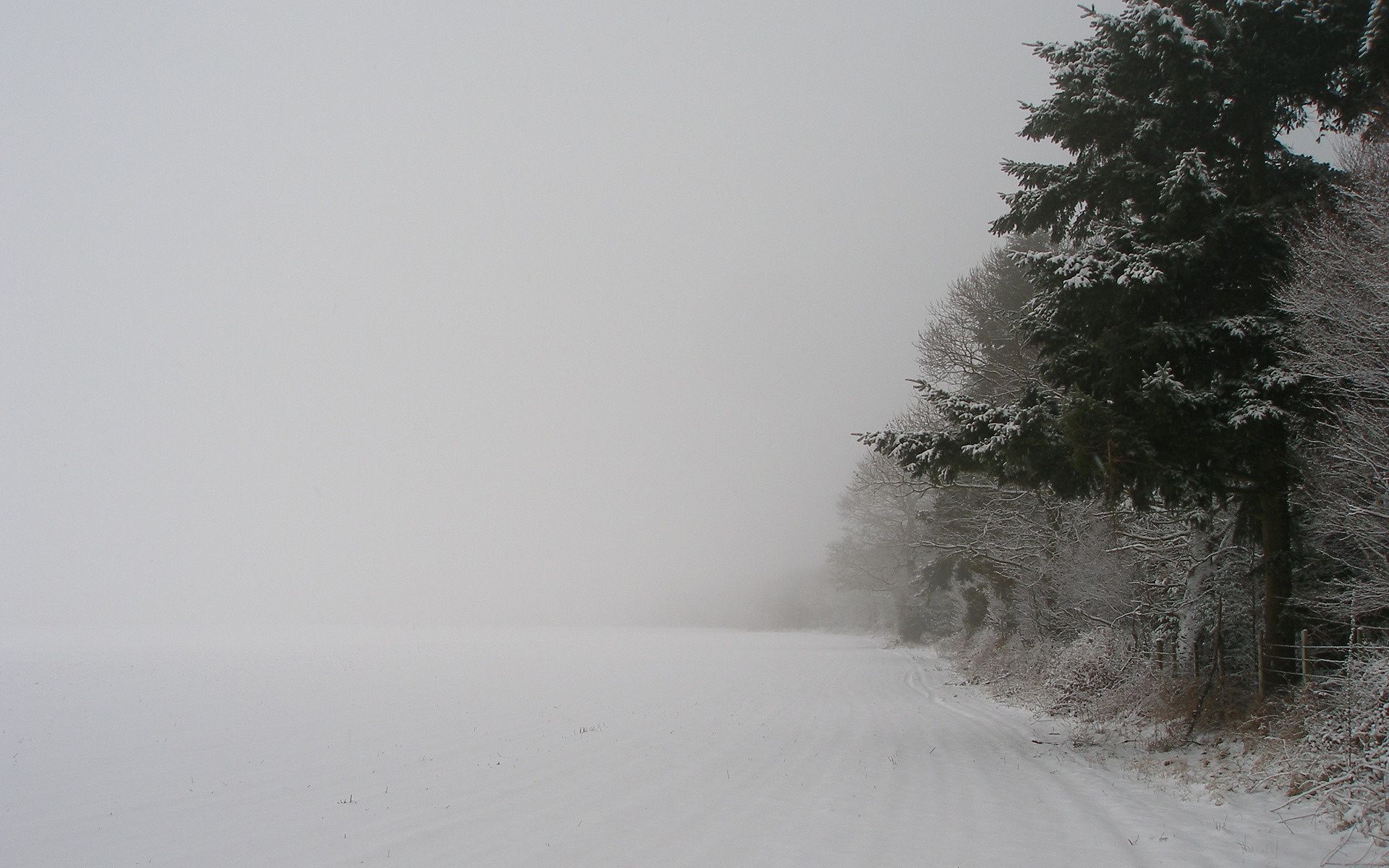 Wallpaper winter, snow, fog, tree, field, spruce, simple desktop ...