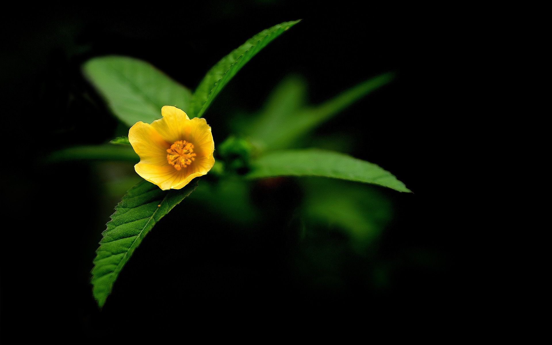 Wallpaper flower, macro, simple desktop wallpaper » Nature ...