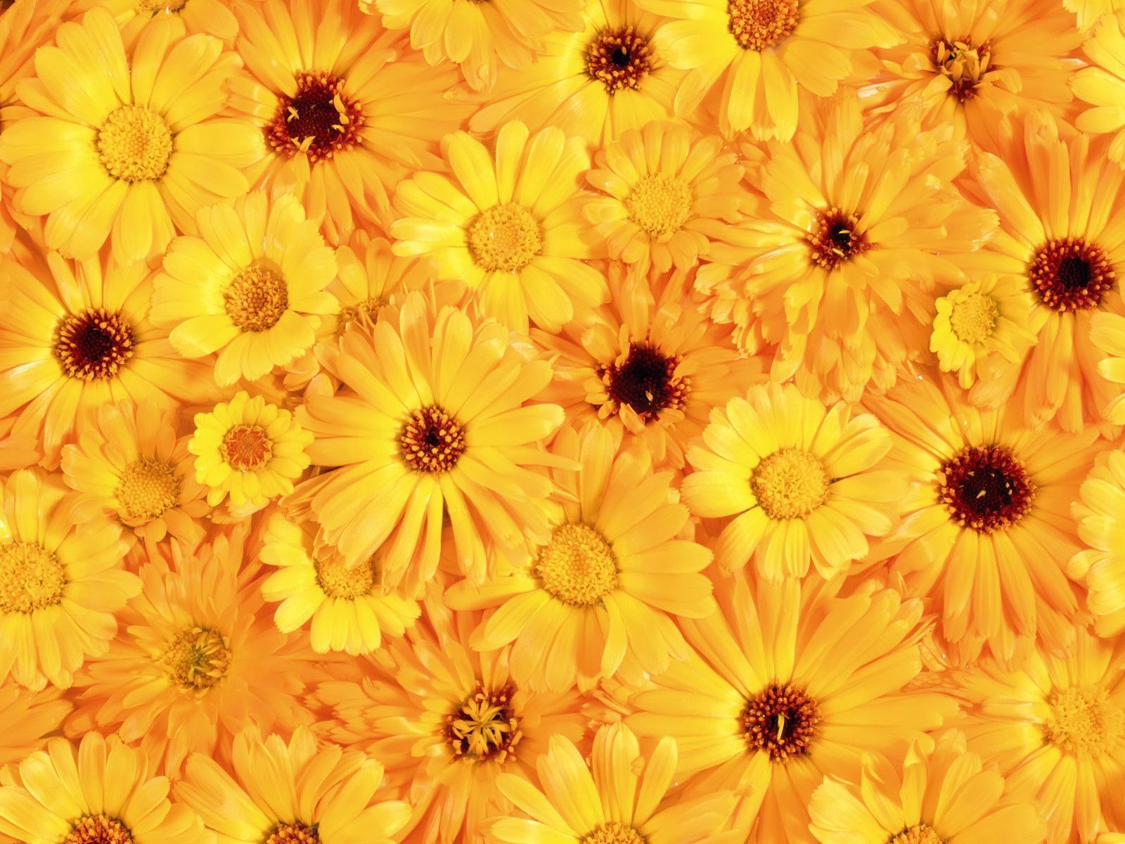 Download texture: yellow flowers, texture, flowers, flower ...