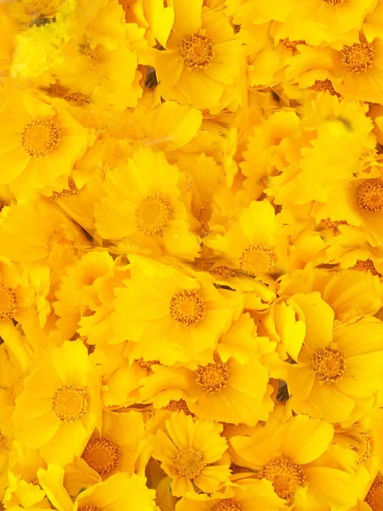 Download texture yellow flowers, texture, flowers, flower