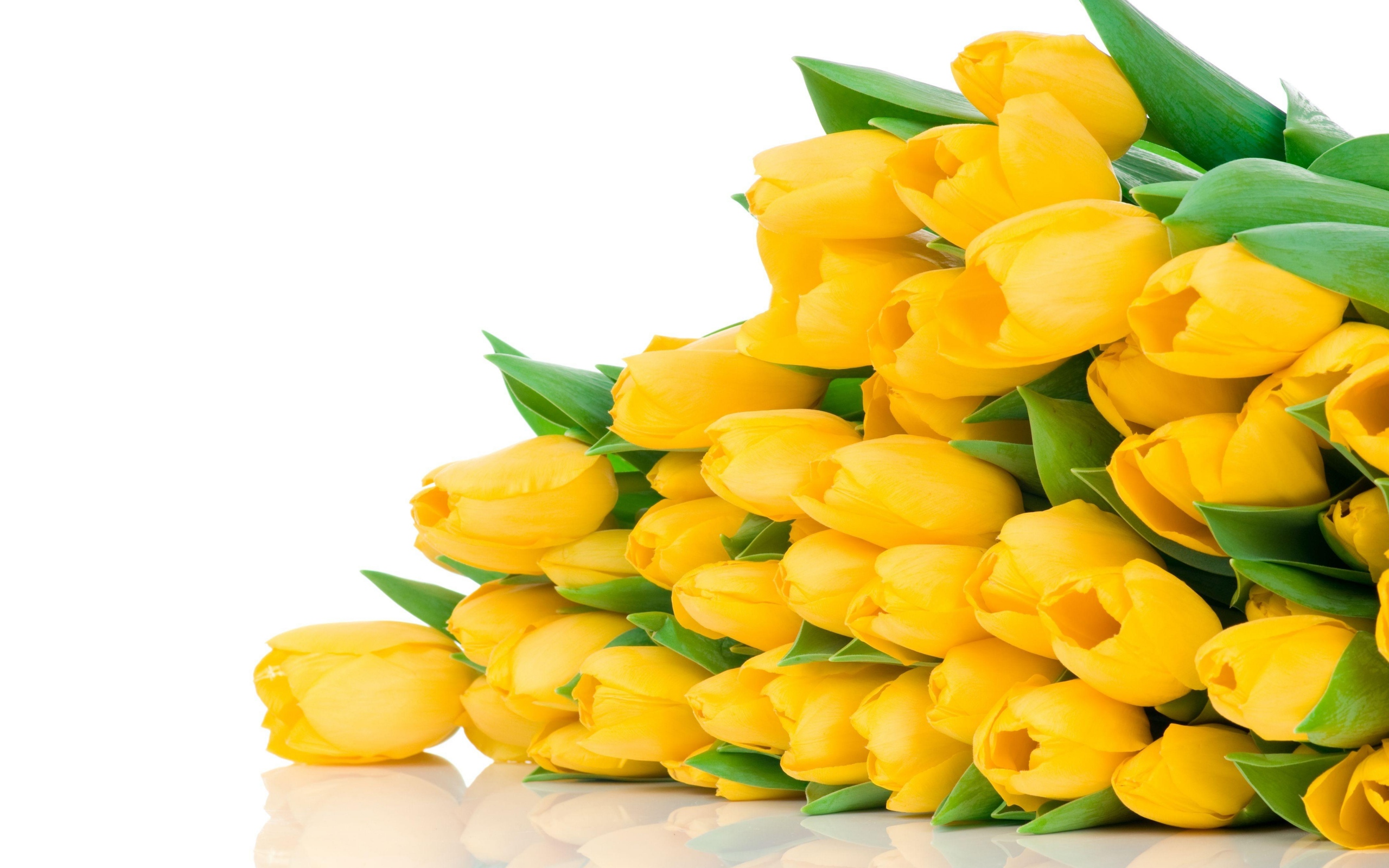 Download Wallpaper 2560x1600 Tulips, Flowers, Yellow, Flower, Lie