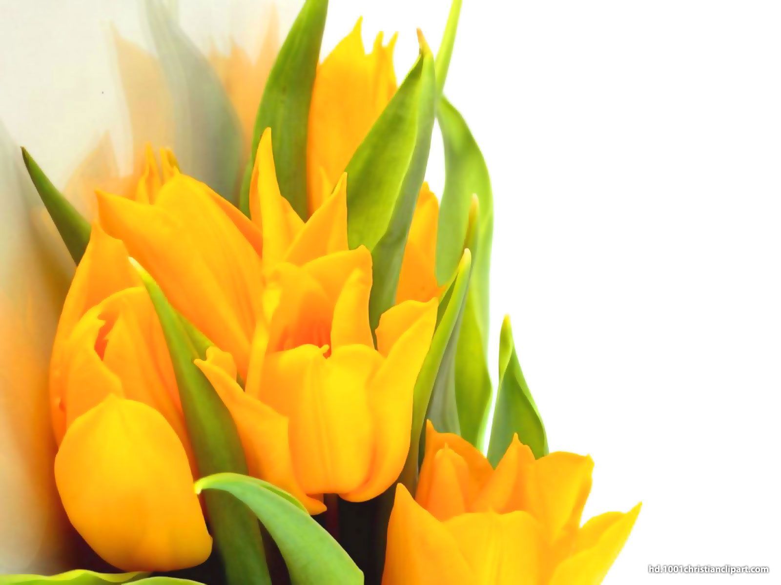 Yellow Flower Background HD HD Slide Backgrounds