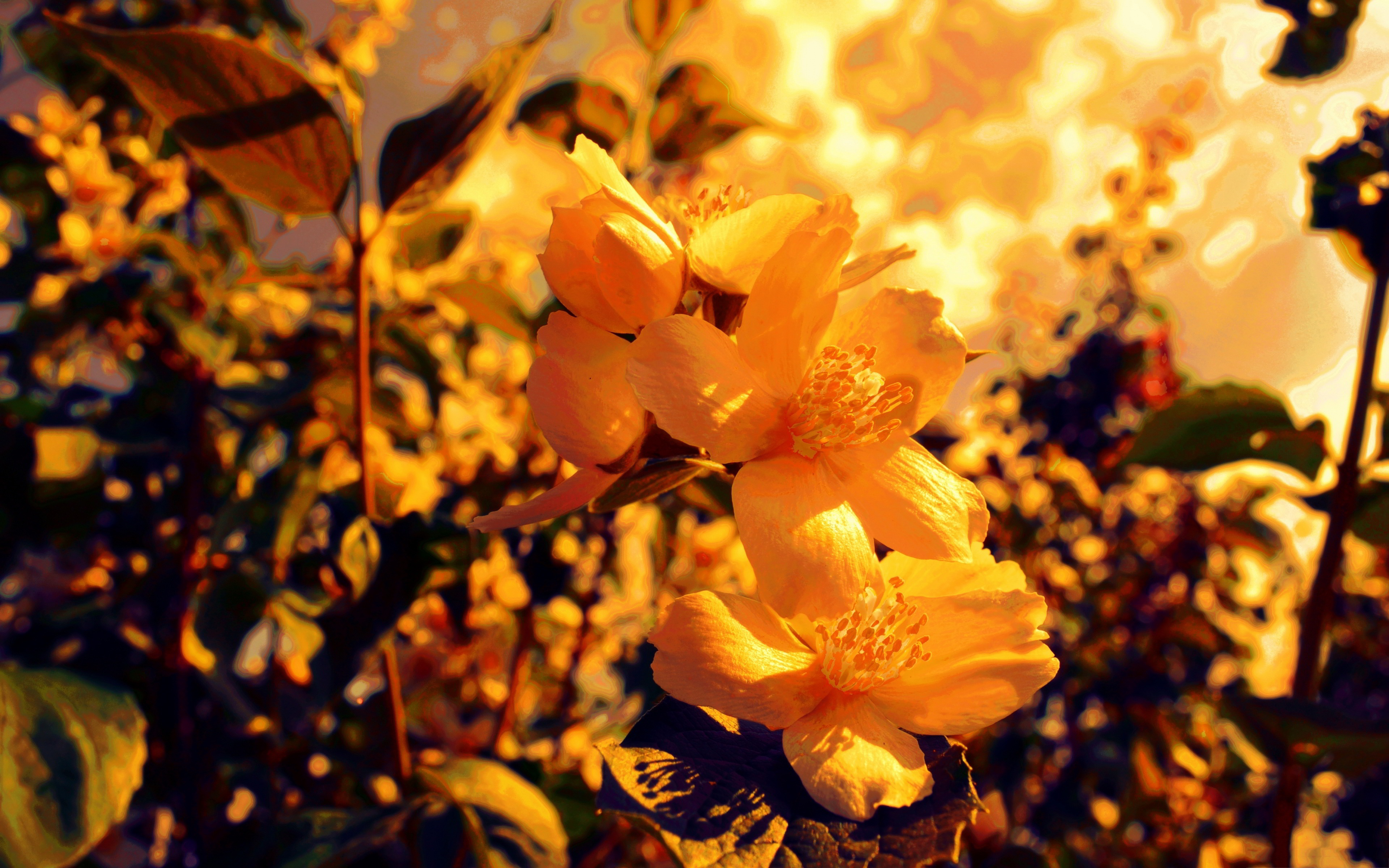 Yellow flowers background Wallpapers | Pictures