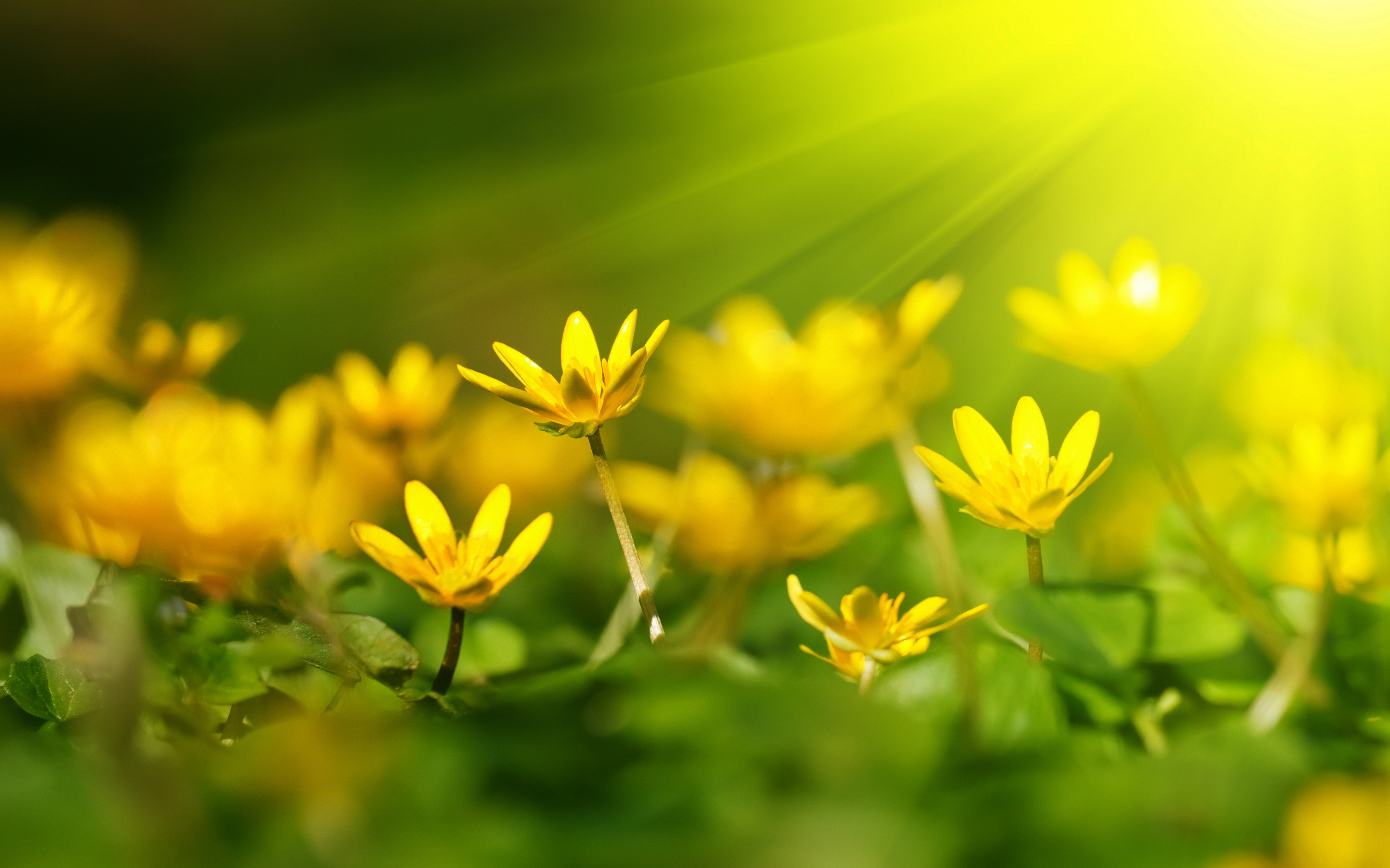 Yellow Flower Backgrounds | Full HD Pictures