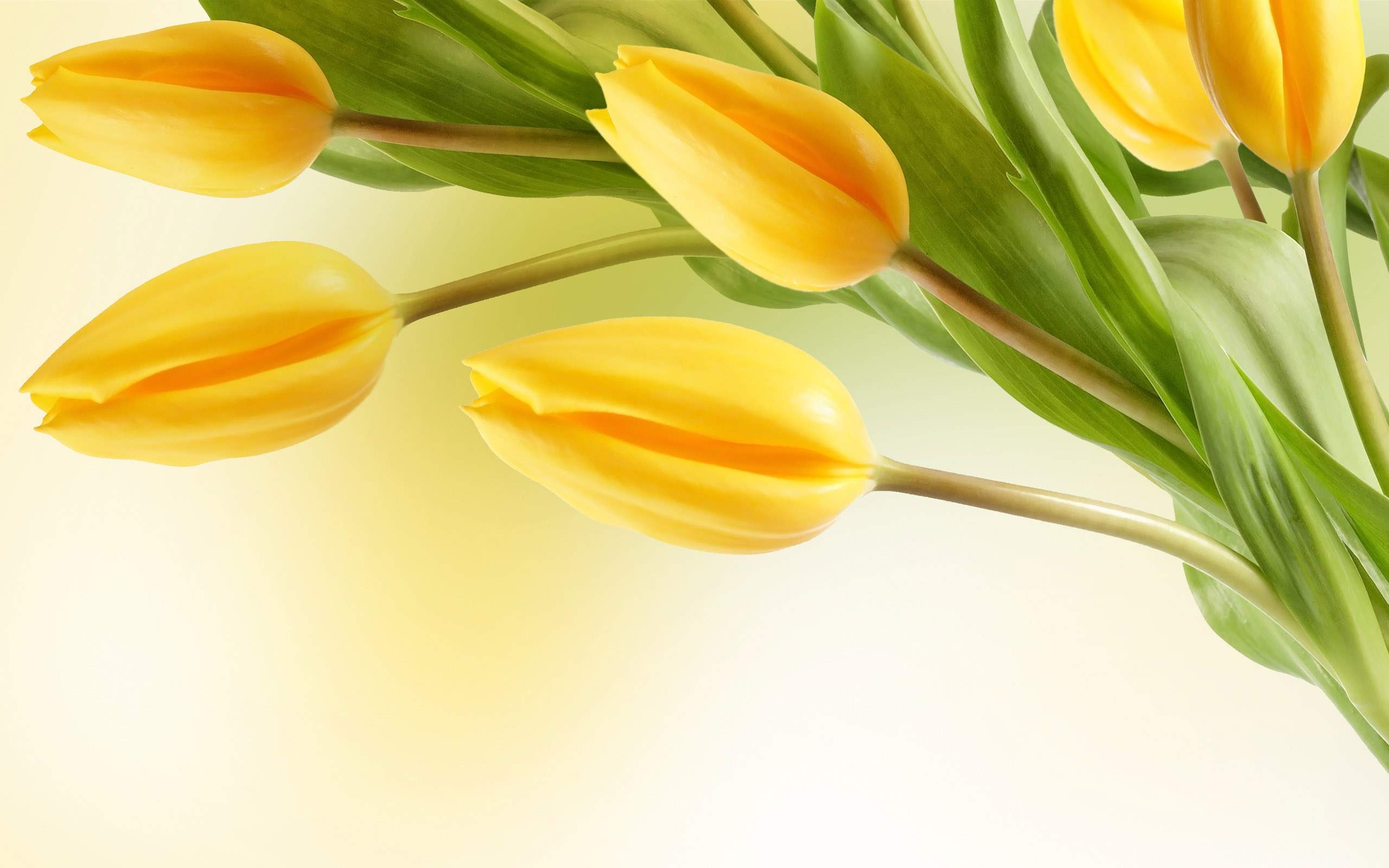 Yellow tulip flower wallpaper 3