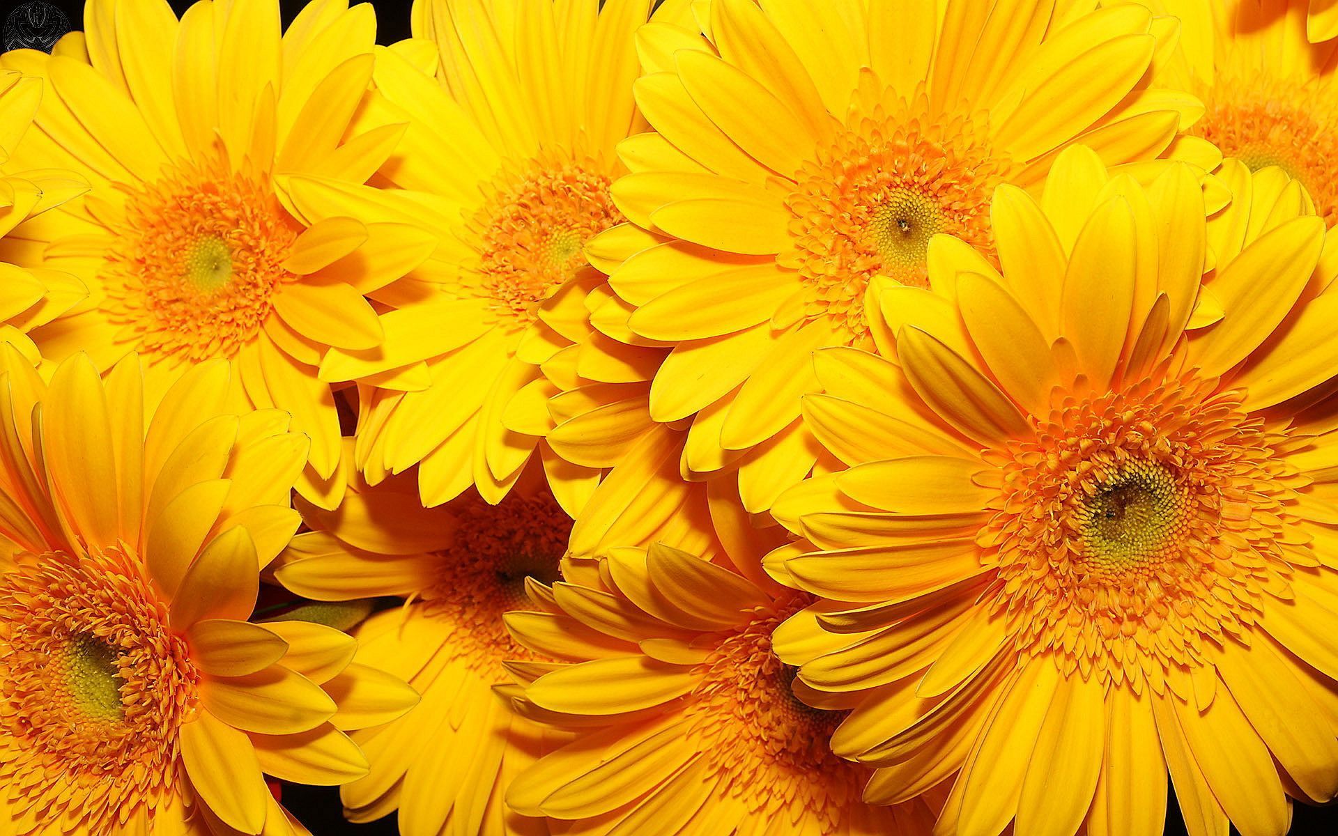 Yellow flowers hd