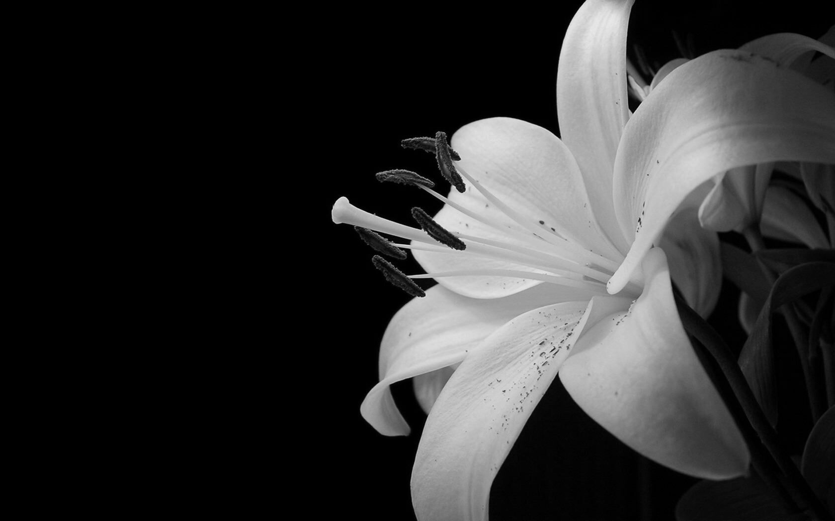 Wallpaper Black And White Flowers | Yoenna.com