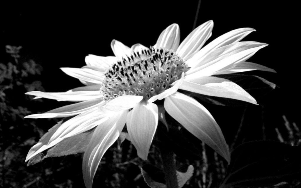 Gallery for - black and white flower wallpapers