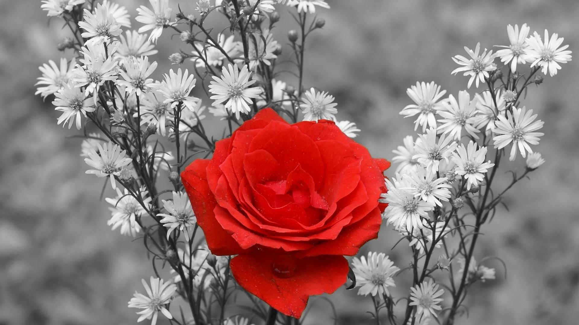 Gallery for - red white and black flower wallpaper