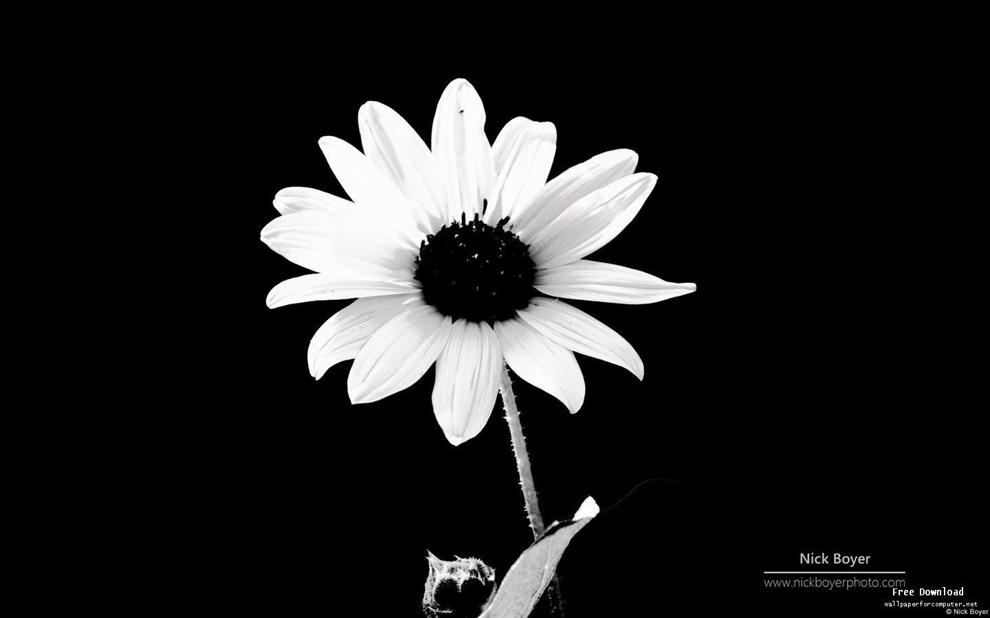 Black and White Flowers wallpaper 1440x900