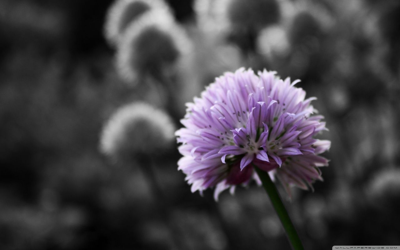 Purple Flower On Black And White Background HD desktop wallpaper