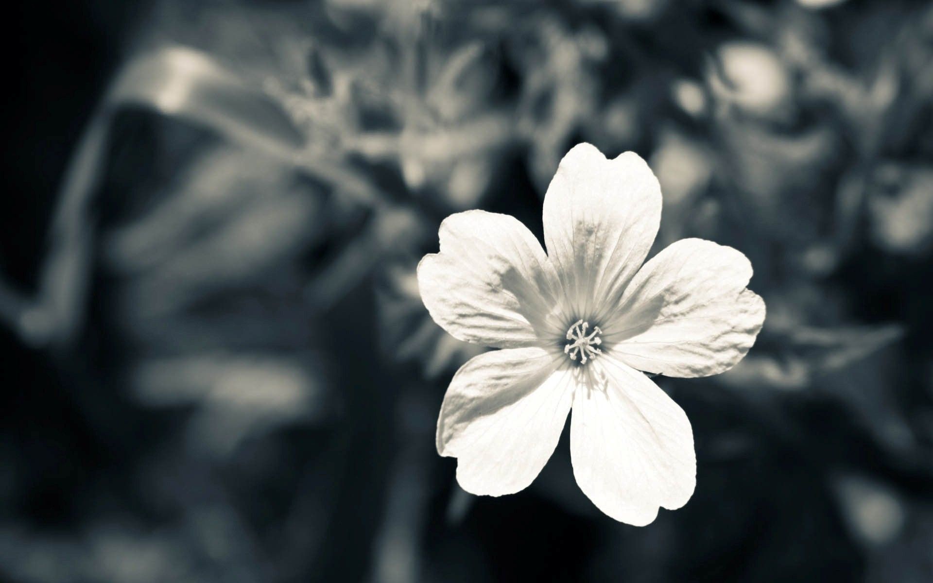 Black and White Flower Desktop Background Photo | HD Famous Wallpapers